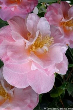 Junior Miss Fragrant Pink Camellia - 7 Gallon Pot -Garden Plants Shop camellia japonica junior miss 2