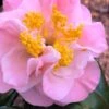 Junior Miss Fragrant Pink Camellia - 7 Gallon Pot -Garden Plants Shop camellia japonica junior miss 4