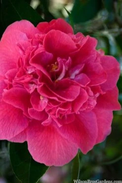 Featured Products 15 Roosevelt Blues Camellia Japonica - 3 Gallon Pot