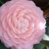 Otome Pink Camellia Japonica - 1 Gallon Pot -Garden Plants Shop camellia otome
