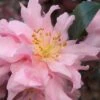Pink Snow Camellia Sasanqua - 1 Gallon Pot -Garden Plants Shop camellia pink snow 1