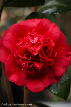 Professor Sargent Camellia Japonica - 1 Gallon Pot -Garden Plants Shop camellia professor sargent 20 3
