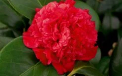 Professor Sargent Camellia Japonica - 7 Gallon Pot (3-4') 12 Professor Sargent Camellia Japonica - 7 Gallon Pot (3-4') -Garden Plants Shop camellia professor sargent bloom 1
