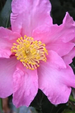 Marti Camellia - 3 Gallon Pot -Garden Plants Shop camellia sasanqua marti 3