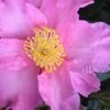 Marti Camellia - 3 Gallon Pot -Garden Plants Shop camellia sasanqua marti 4