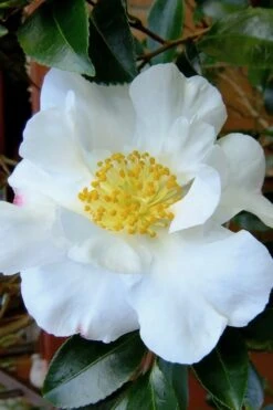 Setsugekka Fragrant Camellia Sasanqua - 3 Gallon Pot -Garden Plants Shop camellia setsugekka 3 1