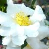 Setsugekka Fragrant Camellia Sasanqua - 3 Gallon Pot -Garden Plants Shop camellia setsugekka 4 1