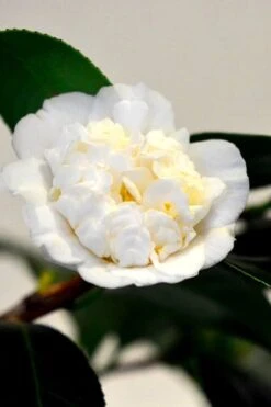 Shiro Karako White Camellia Rusticana - 3 Gallon Pot -Garden Plants Shop camellia shiro karako 1