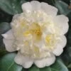 Shiro Karako White Camellia Rusticana - 3 Gallon Pot -Garden Plants Shop camellia shiro karako 2