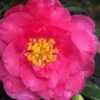 Shishi Gashira Dwarf Camellia Sasanqua - 2 Gallon Pot -Garden Plants Shop camellia shishi gashira 25 1
