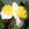 Small Leaf Tea Plant (Camellia Sinensis) - 3 Gallon Pot