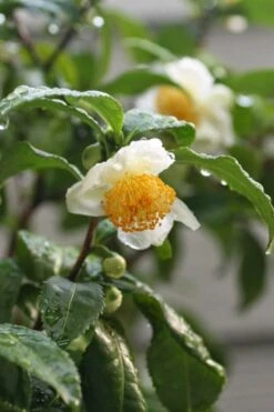 Small Leaf Tea Plant (Camellia Sinensis) - 3 Gallon Pot -Garden Plants Shop camellia sinensis small leaf tea plant 21