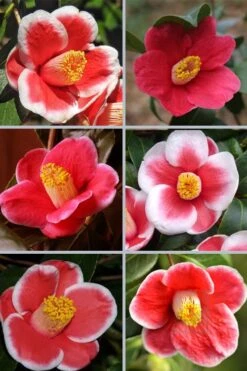 Tama No Ura Weeping Camellia Japonica - 3 Gallon Pot -Garden Plants Shop camellia tama no ura sports 1