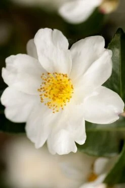 Winter's Cupid Camellia - 3 Gallon Pot -Garden Plants Shop camellia winters cupid 2