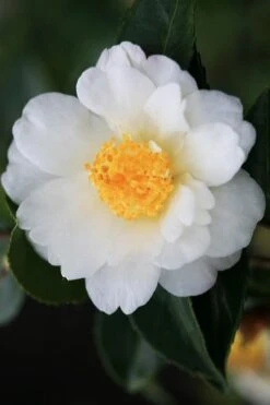 Winter's Cupid Camellia - 3 Gallon Pot -Garden Plants Shop camellia winters cupid 4