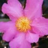 Winter's Star Cold Hardy Camellia - 3 Gallon Pot -Garden Plants Shop camellia winters star 20
