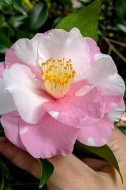 Shibori-Egao Camellia - 3 Gallon Pot -Garden Plants Shop camellia x vernalis shibori egao 102