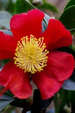 Yuletide Camellia Sasanqua - 3 Gallon Pot -Garden Plants Shop camellia yuletide best 1