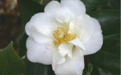 White Empress Camellia Japonica - 1 Gallon Pot -Garden Plants Shop camelliawhiteempress