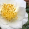 White Empress Camellia Japonica - 1 Gallon Pot -Garden Plants Shop camillia white empress 5