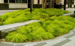 Evercolor Everillo Carex - 8 Pack Of 1 Gallon Pots -Garden Plants Shop carex everillo 20