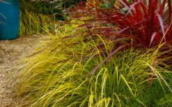 Evercolor Everillo Carex - 8 Pack Of 1 Gallon Pots -Garden Plants Shop carex everillo 23