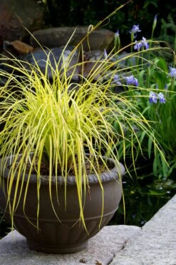 Evercolor Everillo Carex - 8 Pack Of 1 Gallon Pots -Garden Plants Shop carex everillo 24