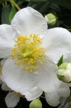 Elizabeth Bush Anemone (Carpentaria Californica) - 5 Gallon Pot -Garden Plants Shop carpentaria californica elizabeth bush anemone 1