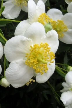 Elizabeth Bush Anemone (Carpentaria Californica) - 5 Gallon Pot -Garden Plants Shop carpentaria californica elizabeth bush anemone 3