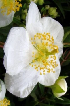 Elizabeth Bush Anemone (Carpentaria Californica) - 5 Gallon Pot -Garden Plants Shop carpentaria californica elizabeth bush anemone 5