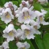 Southern Catalpa Tree - 3 Gallon Pot -Garden Plants Shop catalpa bignonioides catawba tree 1