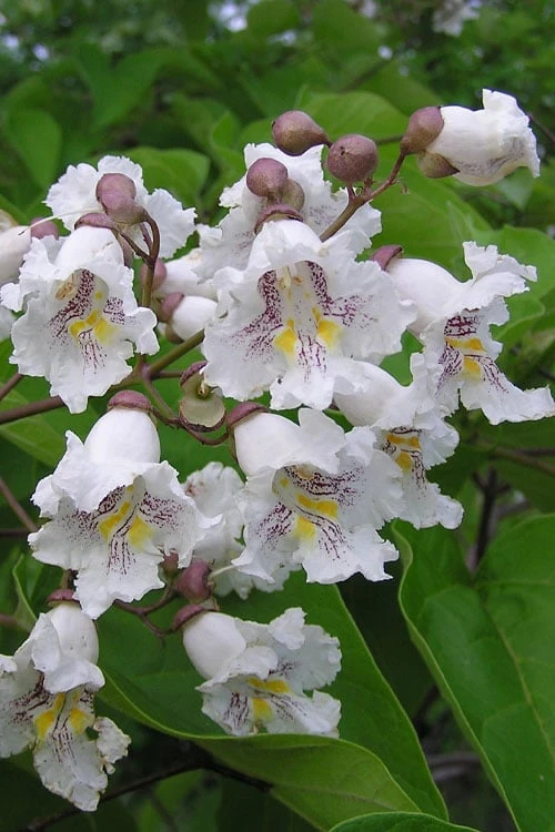 Southern Catalpa Tree - 3 Gallon Pot 3 Southern Catalpa Tree - 3 Gallon Pot