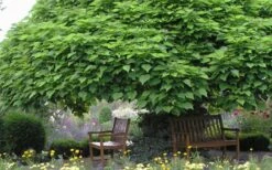 Southern Catalpa Tree - 3 Gallon Pot 16 Southern Catalpa Tree - 3 Gallon Pot -Garden Plants Shop catalpa bignonioides catawba tree 3