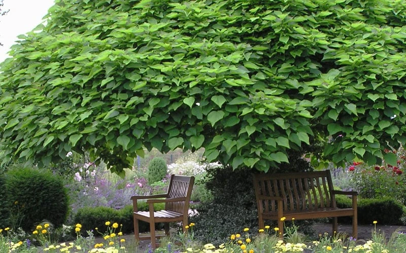 Southern Catalpa Tree - 3 Gallon Pot 9 Southern Catalpa Tree - 3 Gallon Pot - Image 7