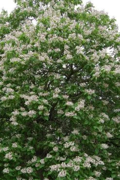 Southern Catalpa Tree - 3 Gallon Pot 17 Southern Catalpa Tree - 3 Gallon Pot -Garden Plants Shop catalpa bignonioides catawba tree 4