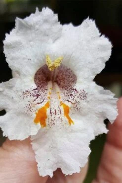 Southern Catalpa Tree - 3 Gallon Pot 14 Southern Catalpa Tree - 3 Gallon Pot -Garden Plants Shop catalpa bignonioides catawba tree 7