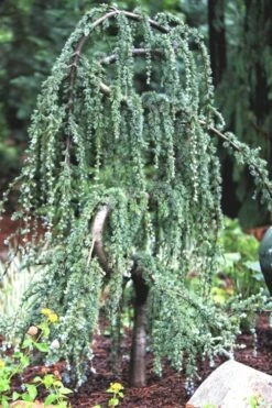 Serpentine Weeping Blue Atlas Cedar - 5 Gallon Pot -Garden Plants Shop ceadr blue atlas serpentine 1