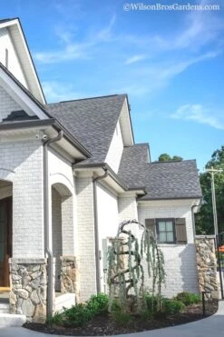 Serpentine Weeping Blue Atlas Cedar - 5 Gallon Pot -Garden Plants Shop cedar blue atlas serpentine 11