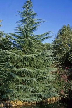 Deodar Cedar - 5 Gallon Pot (3-4') -Garden Plants Shop cedar deodar 23