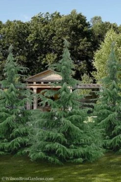 Deodar Cedar - 5 Gallon Pot (3-4') -Garden Plants Shop cedar deodar 24