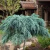 Feelin Blue Deodar Cedar (Single Trunk Tree Form) - 2 Gallon Pot