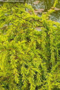 Gold Cascade Deodar Cedar (Single Trunk Topiary Tree)- 7 Gallon Pot -Garden Plants Shop cedrus deodara gold cascade single trunk tree form topiary 3