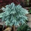 Divinely Blue Deodar Cedar Tree (Single Trunk Topiary) - 3 Gallon Pot -Garden Plants Shop cedrus deodora divinely blue topiary tree 100