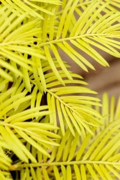 Golden Dragon Plum Yew (Cephalotaxus Harringtonia) - 7 Gallon Pot -Garden Plants Shop cephalotaxus harringtonia golden dragon japanese yew 22