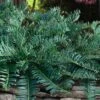 Creeping Japanese Plum Yew (Cephalotaxus Harringtonia 'Prostrata') - 6 Pack Of 1 Gallon Pots -Garden Plants Shop cephalotaxus harringtonia prostrata creeping japanese yew 32