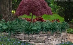 Creeping Japanese Plum Yew (Cephalotaxus Harringtonia 'Prostrata') - 6 Pack Of 1 Gallon Pots -Garden Plants Shop cephalotaxus harringtonia prostrata creeping japanese yew 33