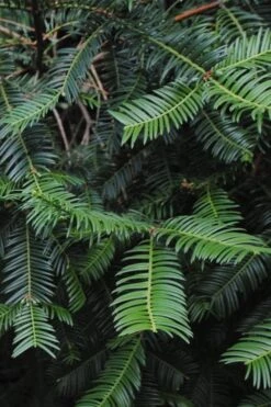 Japanese Plum Yew Tree (Cephalotaxus Harringtonia) - 3 Gallon Pot -Garden Plants Shop cephalotaxus harringtonia tree 2