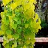 Golden Falls Weeping Redbud Tree - 3 Gallon Pot (4-5') -Garden Plants Shop cercis canadensis golden falls weeping redbud 3
