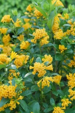 Juiced Orange Jessamine (Cestrum Corymbosum) - 1 Gallon Pot -Garden Plants Shop cestrum juiced orange jessamine 1