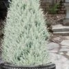 Barry's Silver Lawson Cypress (Chamaecyparis Lawsoniana) - 2 Gallon Pot